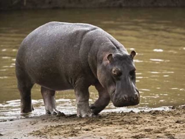 Lucknow Zoo: लखनऊ प्राणी उद्यान में मादा दरियाई घोड़े ने दो सफाई कर्मचारियों पर किया हमला, एक की मौत