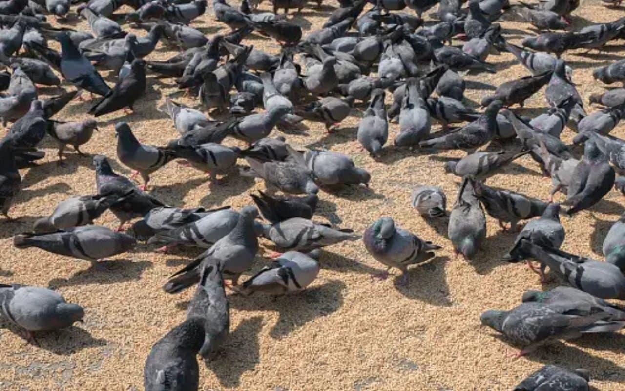 दुमका : अज्ञात बीमारी से सरैयाहाट में सैंकड़ों कबूतर की मौत