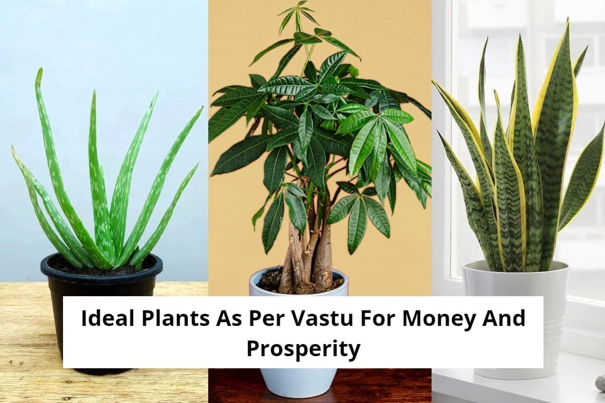 Vastu Tips : घर में इन पौधों को वास्तु के अनुसार सही दिशा में लगाएं, बरसेगा धन