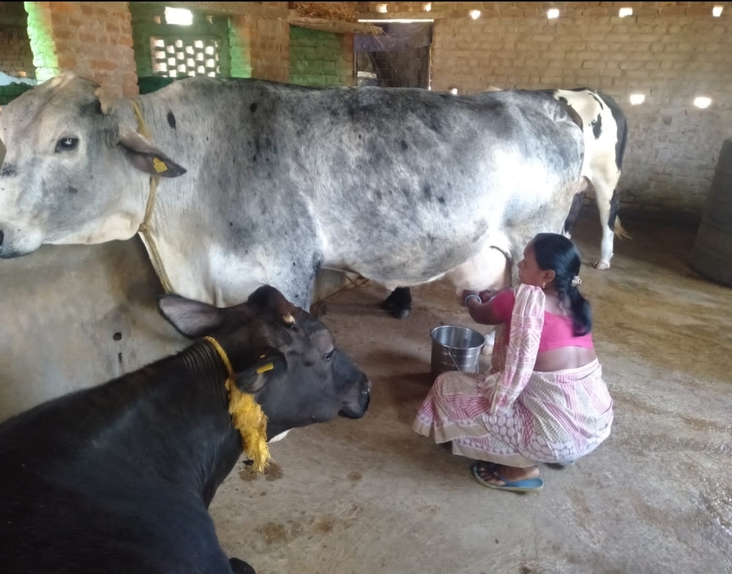लोहरदगा : गौ पालन के क्षेत्र में महिलाओं के लिए प्रेरणास्रोत बनी सुषमा, दिहाड़ी मजदुर से मुखिया तक ऐसा रहा सफर
