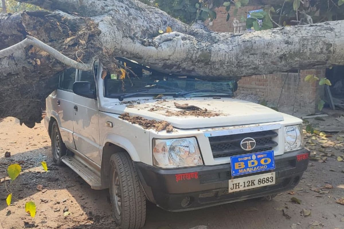 कोडरमा में बीडीओ की गाड़ी पर गिरा बरगद का पेड़, बाल-बाल बचे पदाधिकारी, बूथ का जायजा लेने निकले थे अफसर