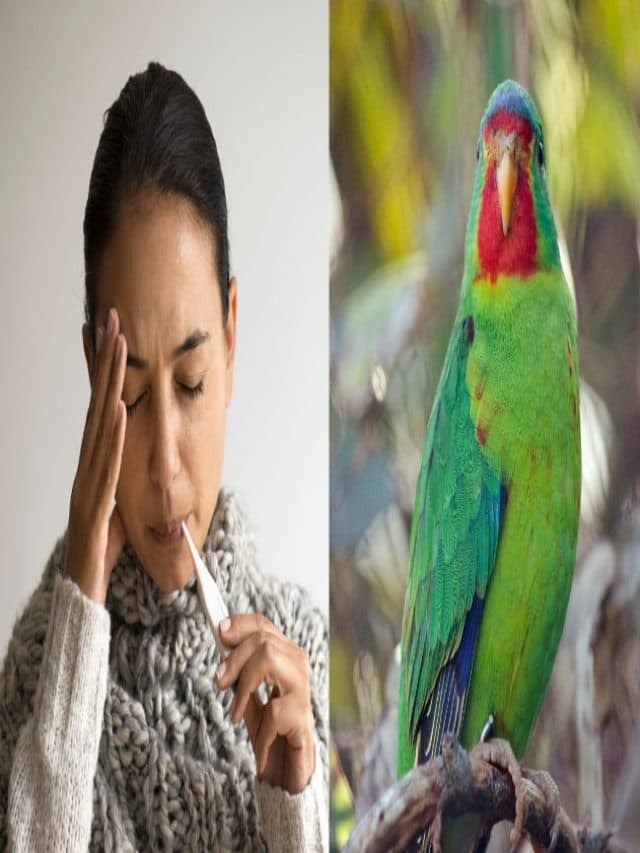 पैरेट फीवर क्या है, जानें इसके लक्षण