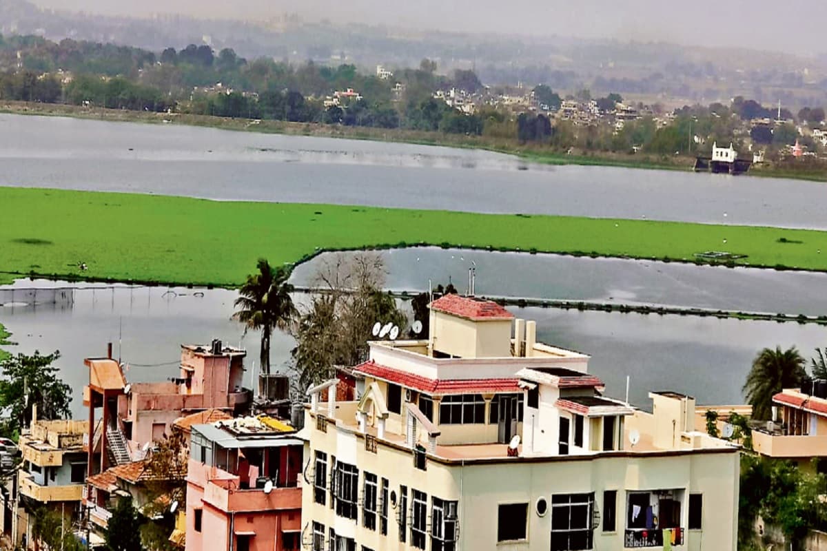 जलकुंभी के कारण रांची के कांके डैम का पानी हो गया हरा, आ रही है बदबू