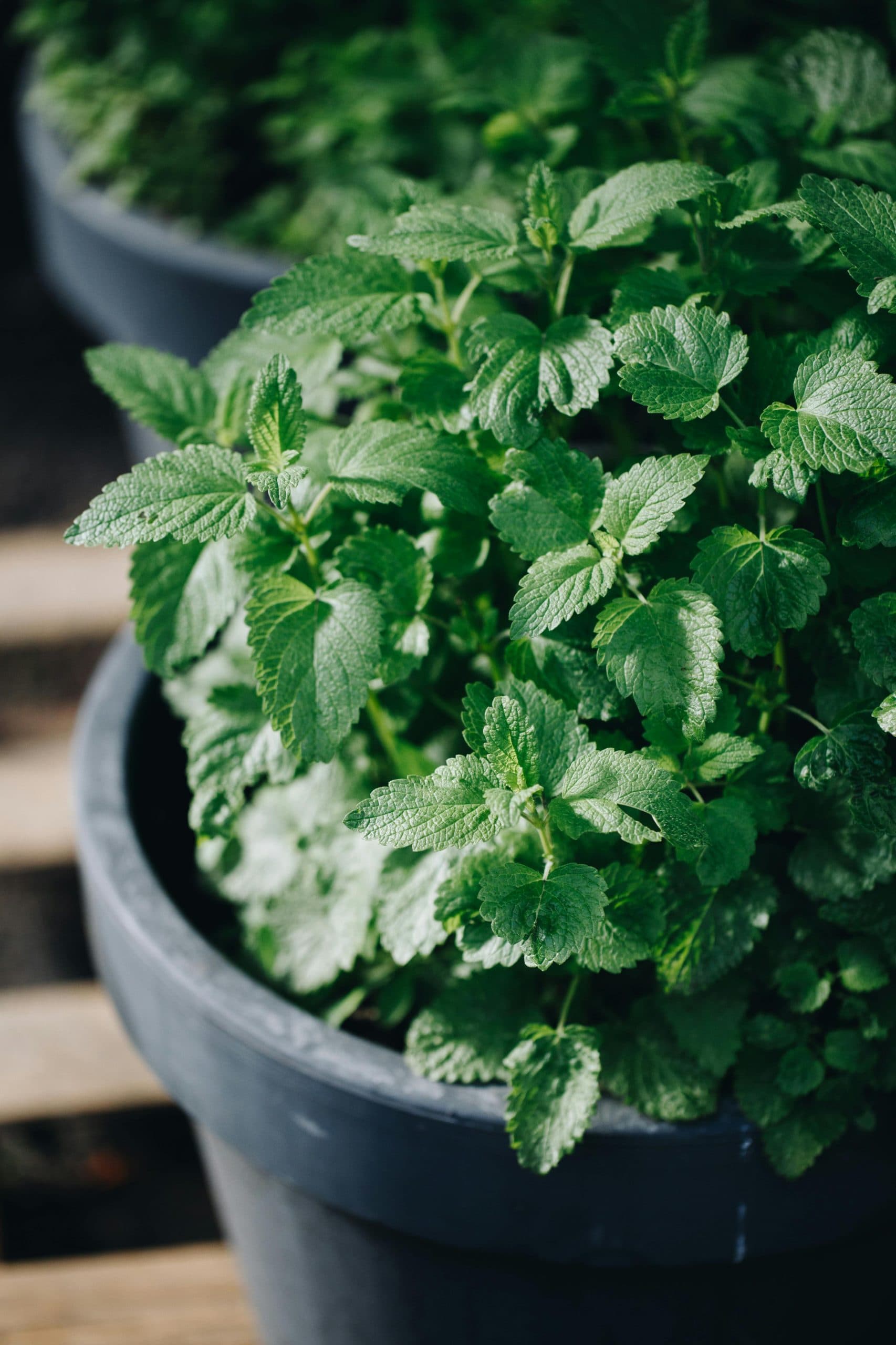 Mint health benefits : आपकी बगिया में है पुदीना, दिला सकता है कई समस्याओं से राहत