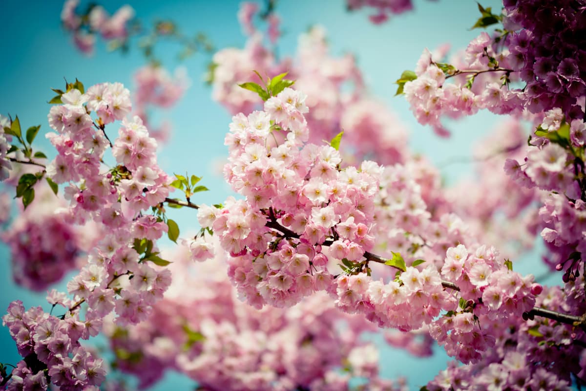 Spring Travel Destination: ट्रैवल करने की है प्लानिंग? ये हैं बेस्ट डेस्टिनेशंस