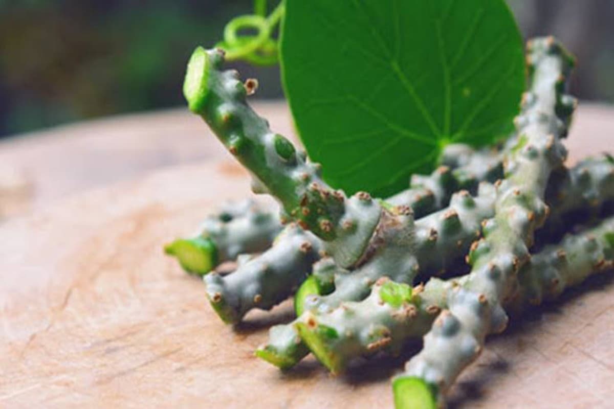 Benefits of Giloy: सिर्फ डायबिटीज ही नहीं इन बीमारियों के लिए भी रामबाण है आयुर्वेदिक जड़ी बूटी गिलोय
