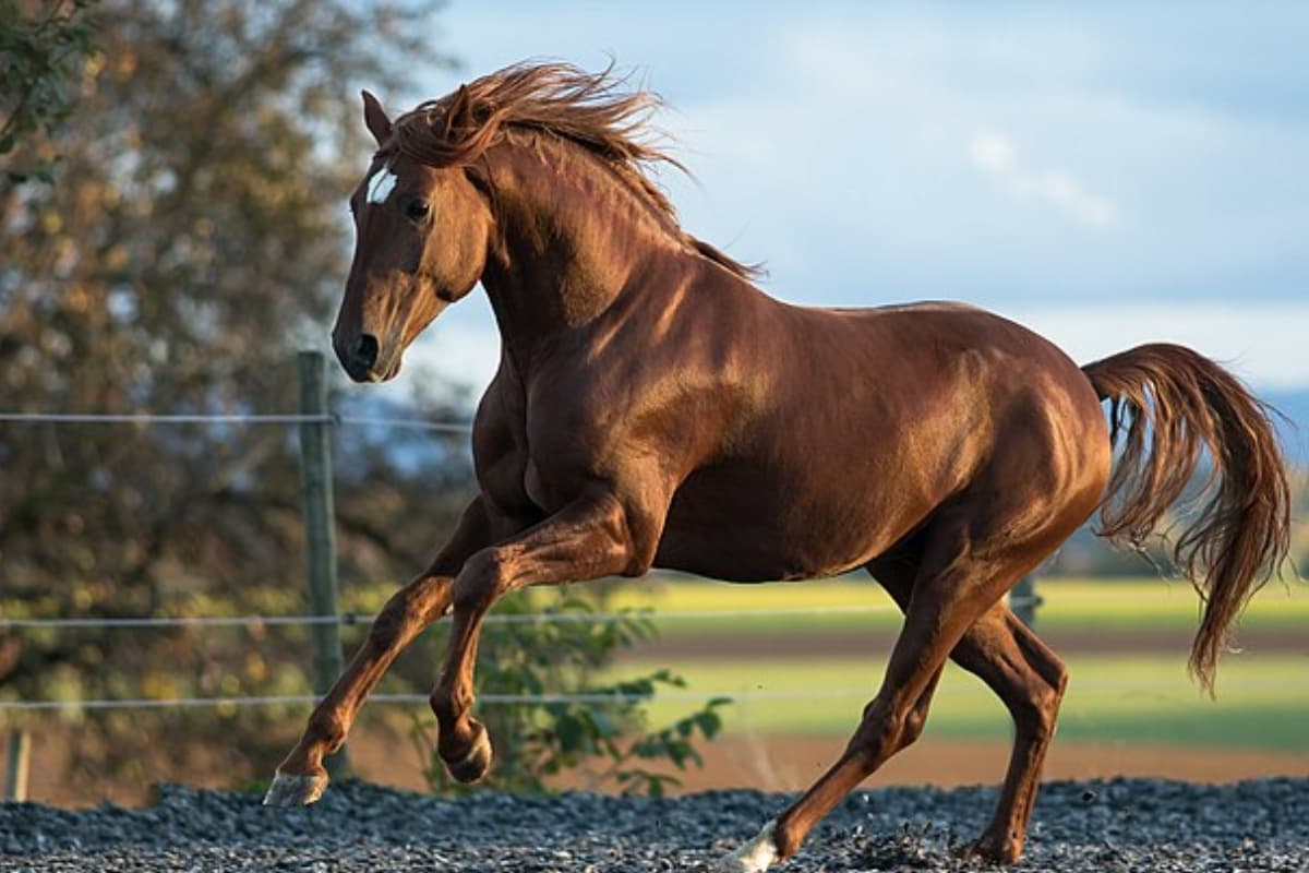 Irish horse: आयरिश सेना का घोड़ा ड्रग टेस्ट में फेल! नशे में धुत्त होकर दौड़ा घोड़ा?