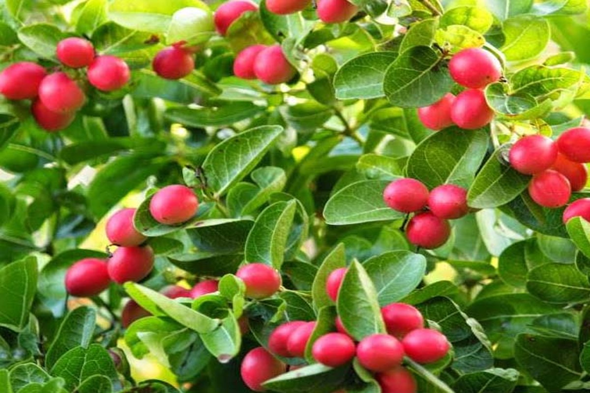 Karonda Benefits: डायटीशियन से जानिए करौंदा खाने से होने वाले फायदों के बारे में