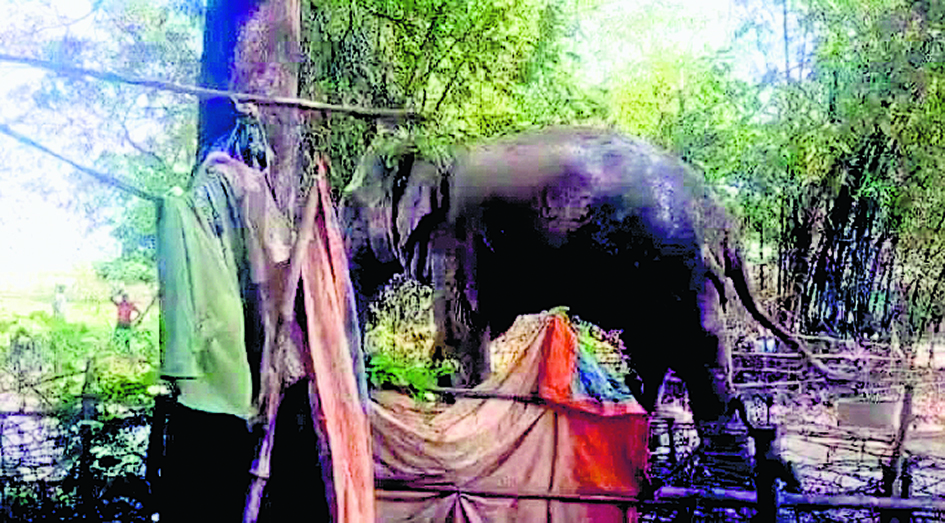 गांव में हाथी को देख घर छोड़ कर भाग खड़े हुए ग्रामीण