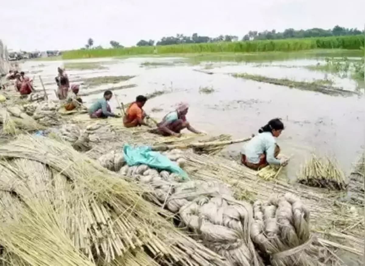 Purnia news : खेती कर रहे बिहार के किसान, फसल का दाम तय कर रहा बंगाल