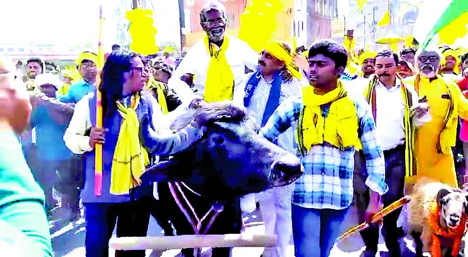 भैंसा पर सवार होकर नामांकन पत्र जमा करने पहुंचे अजीत