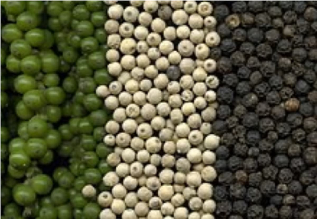 Health : Black Pepper : मसालों का राजा कहा जाता है यह भारतीय मसाला, जानें किसे कहा जाता है औषधीय गुणों से युक्त इस मसाले का पहला घर