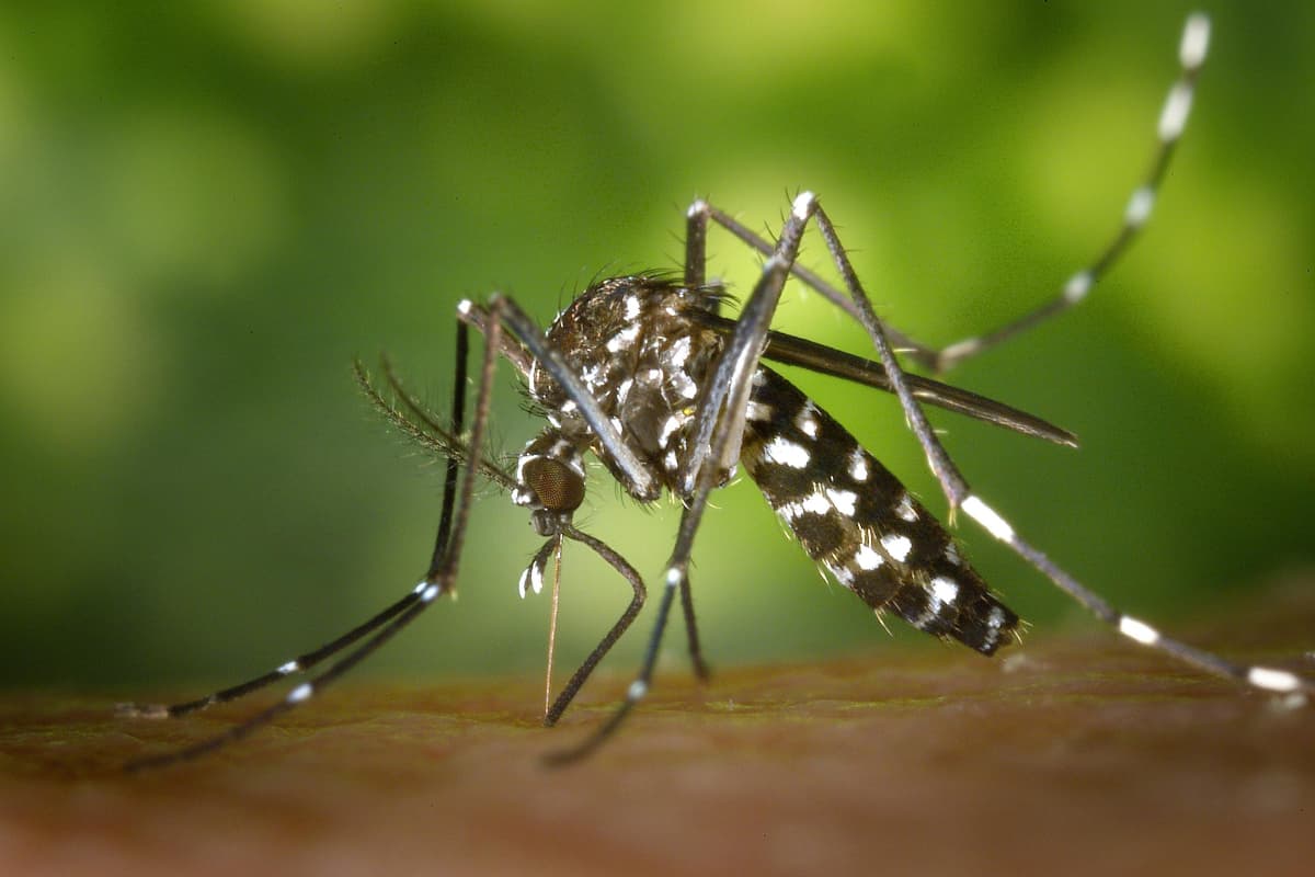 Dengue In Bihar: सितंबर और अक्टूबर में चरम पर रहेगा डेंगू, पटना में 624 पहुंचा आंकड़ा, क्या कहते हैं डॉक्टर?