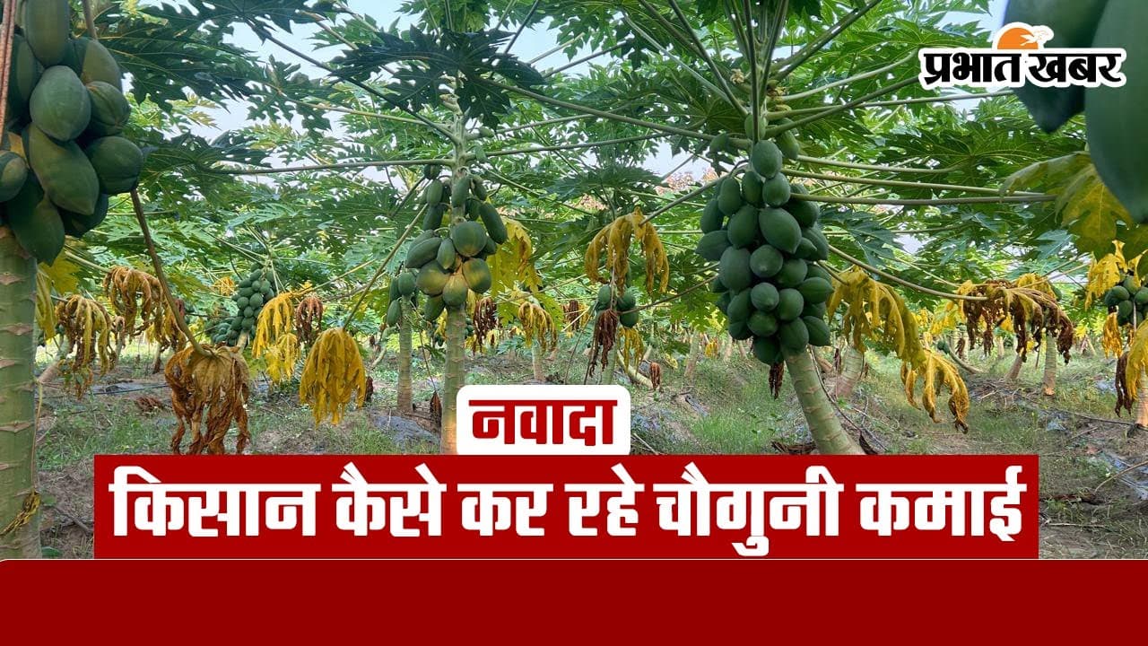 नवादा के किसान कर रहे चौगुनी कमाई, प्रति एकड़ तीन लाख तक हो रही आमदनी, जानें क्या है राज