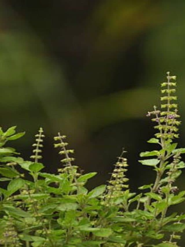 घर में कहां नहीं रखना चाहिए तुलसी के पौधे, क्या कहते हैं वास्तु शास्त्र, जानिए