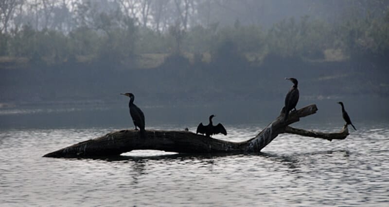 Eco Tourism: चित्रकूट का रानीपुर टाइगर रिजर्व बनेगा ‘ईको टूरिज्म’ का हब