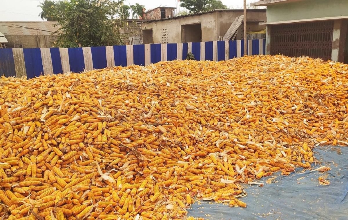Purnia news : पीला सोना के रिकाॅर्ड रेट ने बढ़ायी पूर्णिया के किसानों के चेहरे की रौनक
