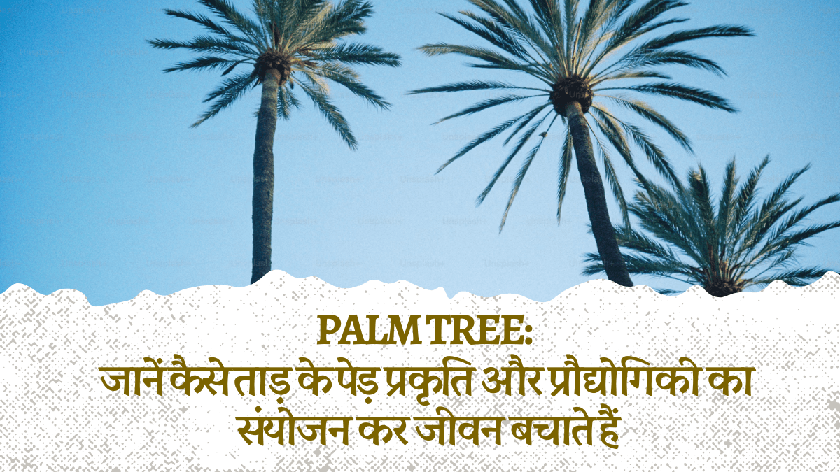 Palm tree: जानें कैसे ताड़ के पेड़ प्रकृति और प्रौद्योगिकी का संयोजन कर जीवन बचाते हैं