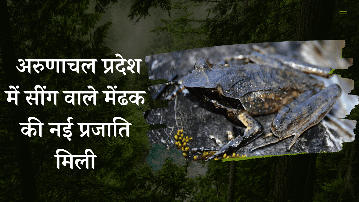 Exciting Discovery: अरुणाचल प्रदेश में सींग वाले मेंढक की नई प्रजाति मिली