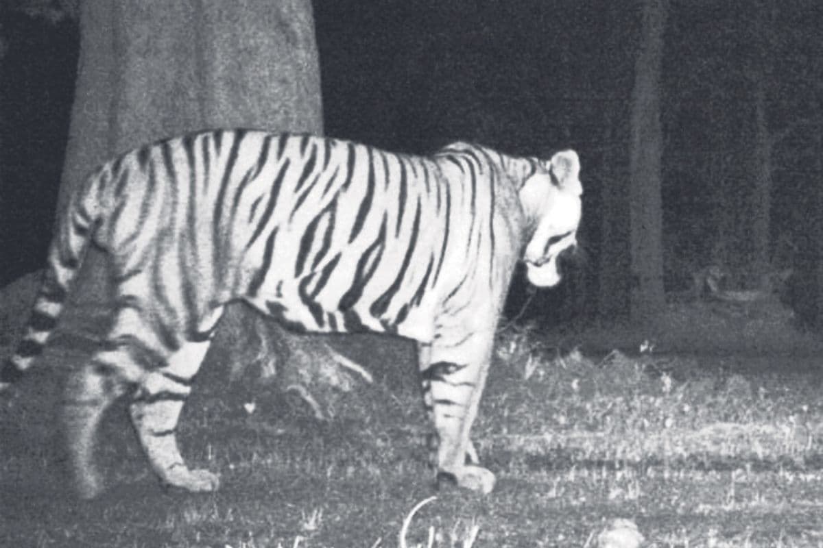Tiger in Village: बेतिया के पुरैना गांव में दिखा बाघ, घर में दुबके लोग, वन विभाग की पहुंची 30 गाड़ियां
