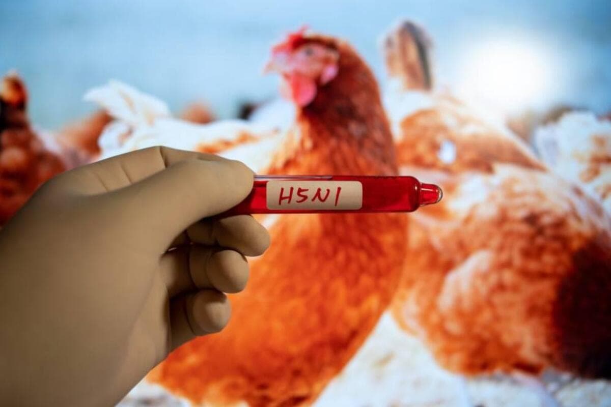 Bird Flu : क्या बर्ड फ्लू से हो सकता है मनुष्य जाति को खतरा?