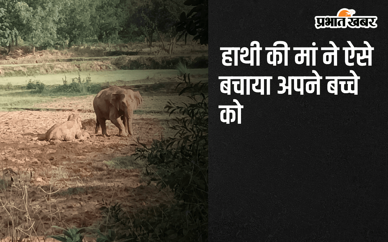खेत के कीचड़ में फंसा हाथी का बच्चा, मां ने घंटो की मशक्कत के बाद ऐसे बचाया अपने बच्चे को, देखें वीडियो