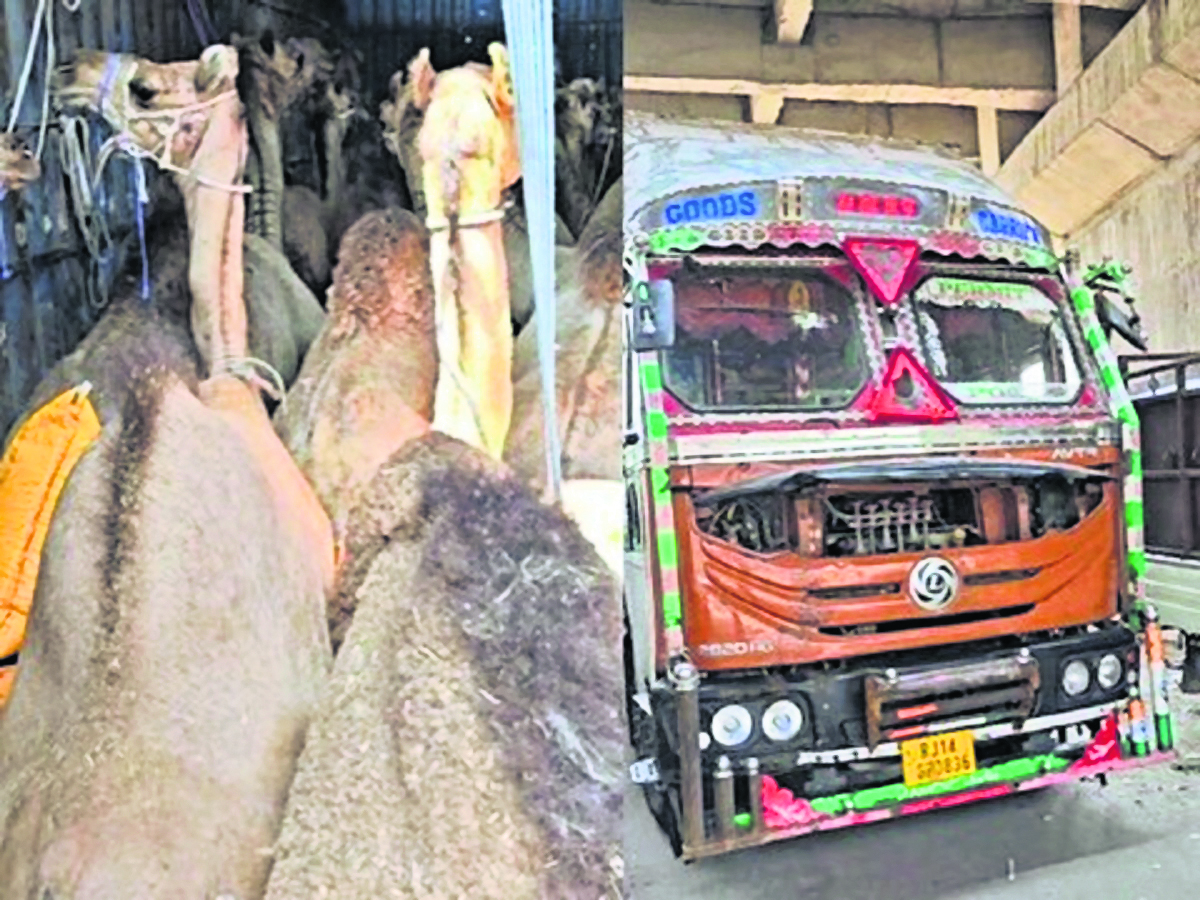 ऊंटों की तस्करी के मामले में करप्शन, चौकीदार समेत तीन के खिलाफ एफआइआर की गयी दर्ज