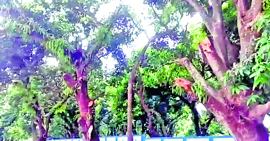 नदिया में मनमाने तरीके से काट दी गयीं पेड़ों की टहनियां