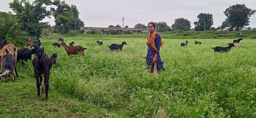 कैंपस : आइआइटी पटना में सीट पाने के बावजूद तंगी के कारण चरा रही थीं बकरियां, अब संस्थान ने सभी फीस माफ की