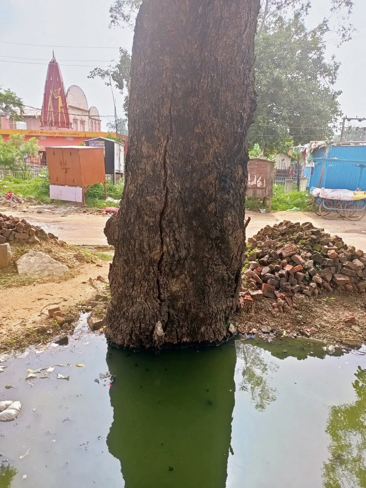 शहर में दो स्थानों पर सूखे पेड़ बने खतरनाक, डर के साये में लोग