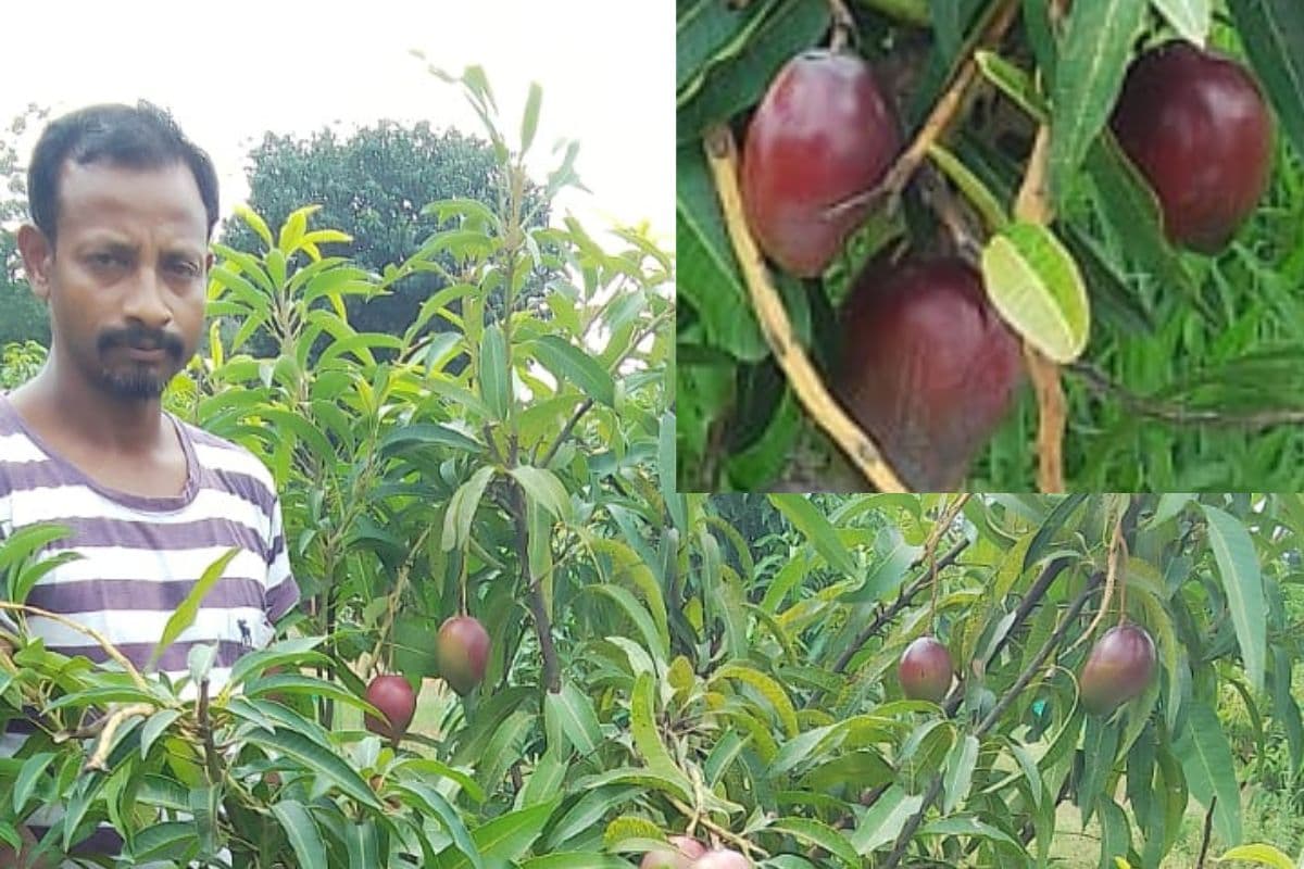 Miyazaki Mango: झारखंड में हो रही है दुनिया के सबसे महंगे मियाजाकी आम की खेती, एक आम की कीमत जानकर रह जाएंगे दंग