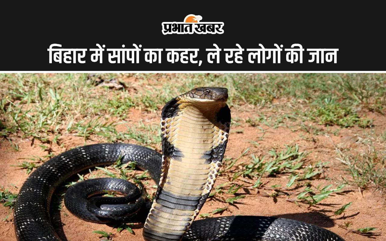 गोपालगंज में सांपों का आतंक, डेढ़ महीने में 11 लोगों की मौत, झाड़-फूंक के चक्कर में गंवा रहे जान