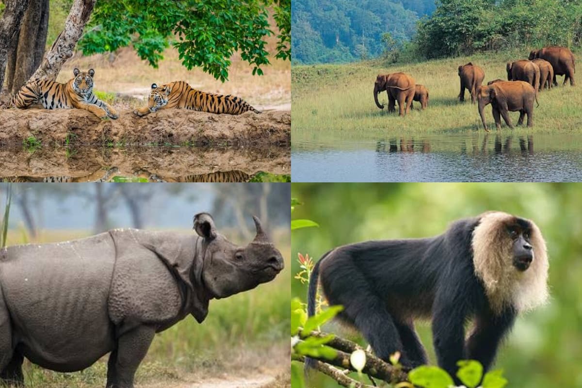 Must visit National Parks: मॉनसून में बेहद आकर्षक दिखता है इन राष्ट्रीय उद्यानों का नजारा