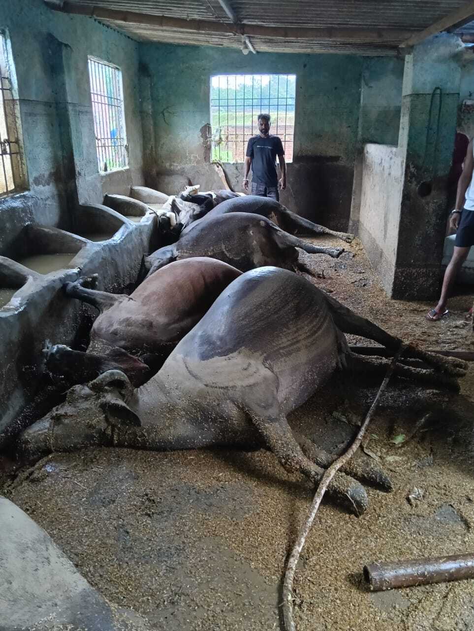 भारी बारिश, 21 पशुओं की डूबने से मौत