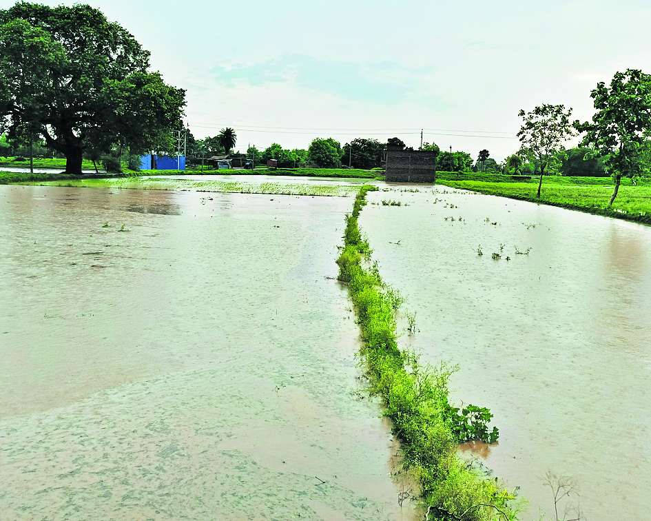 इंतजार के बाद हुई बारिश, तो झूम उठी धरती, खुश हो उठे किसान