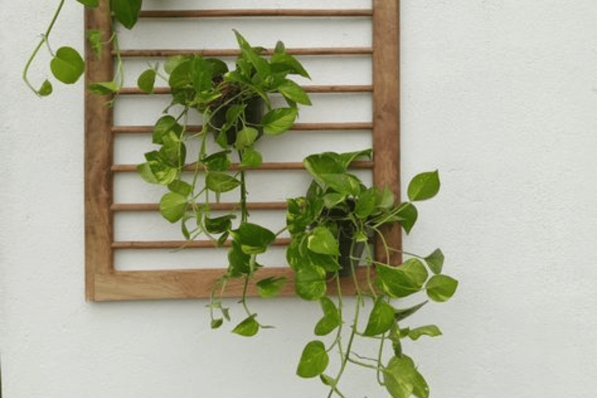 Money Plant: क्या आपके मनीप्लांट की पत्तियां पीली हो रही हैं, ये हो सकते है कारण