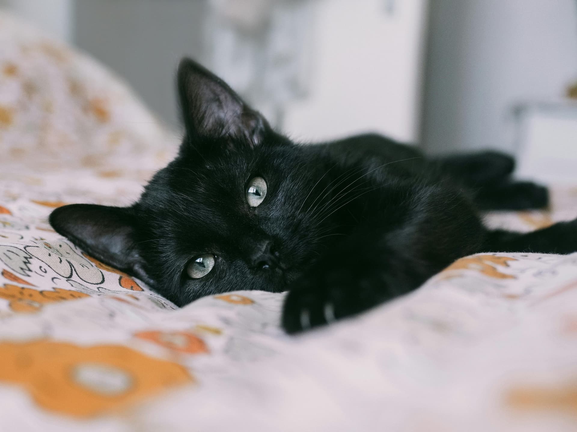 Black Cat Appreciation Day 2024: 17 अगस्त को क्यों मनाया जाता है ब्लैक कैट एप्रिसिएशन डे, क्या है इस दिन की खास वजह, आप भी जानें