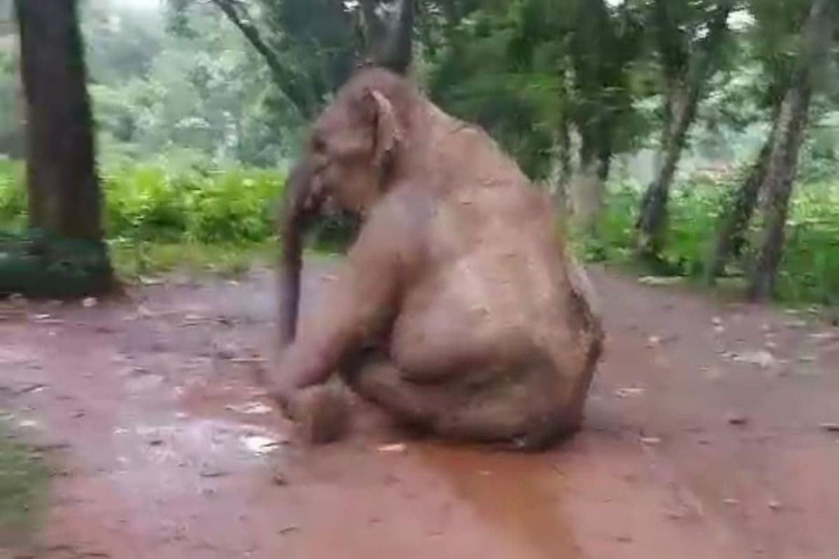 जंगली हाथी की पीठ में घुसी नुकीली मशाल, दर्द से चिंघाड़ते हाथी का Viral VIDEO