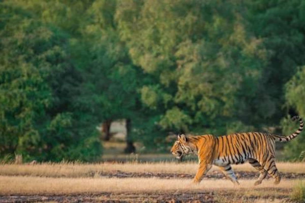 Jharkhand News: पलामू बाघ रिजर्व क्षेत्र में 35 गांव के विस्थापन और पुनर्वास का मामला लंबित, वन विभाग का ये है दावा