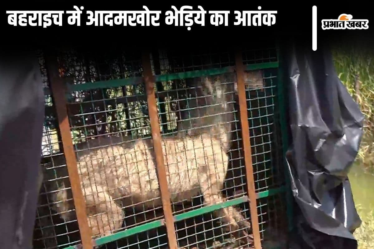 Bahraich Wolf Terror: यूपी के बहराइच में आदमखोर भेड़िये का आतंक, रातभर जागने को मजबूर हैं लोग