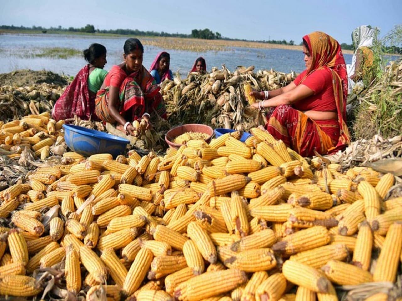इथेनॉल बनाने में ही खप रहे हैं बिहार के 50 फीसदी मक्के, 30 फीसदी से बन रहा पशु चारा