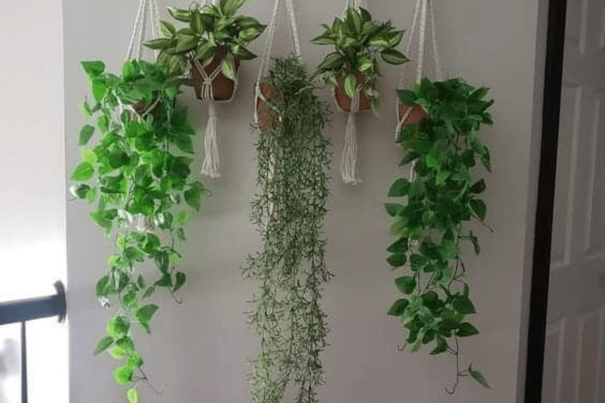 Money Plant Vastu Tips: याद रखें अपने मनीप्लांट को हमेशा बढ़ती हुई दिशा लगावे, नीचे लटकते हुए मनीप्लांट का हो सकता है उल्टा प्रभाव