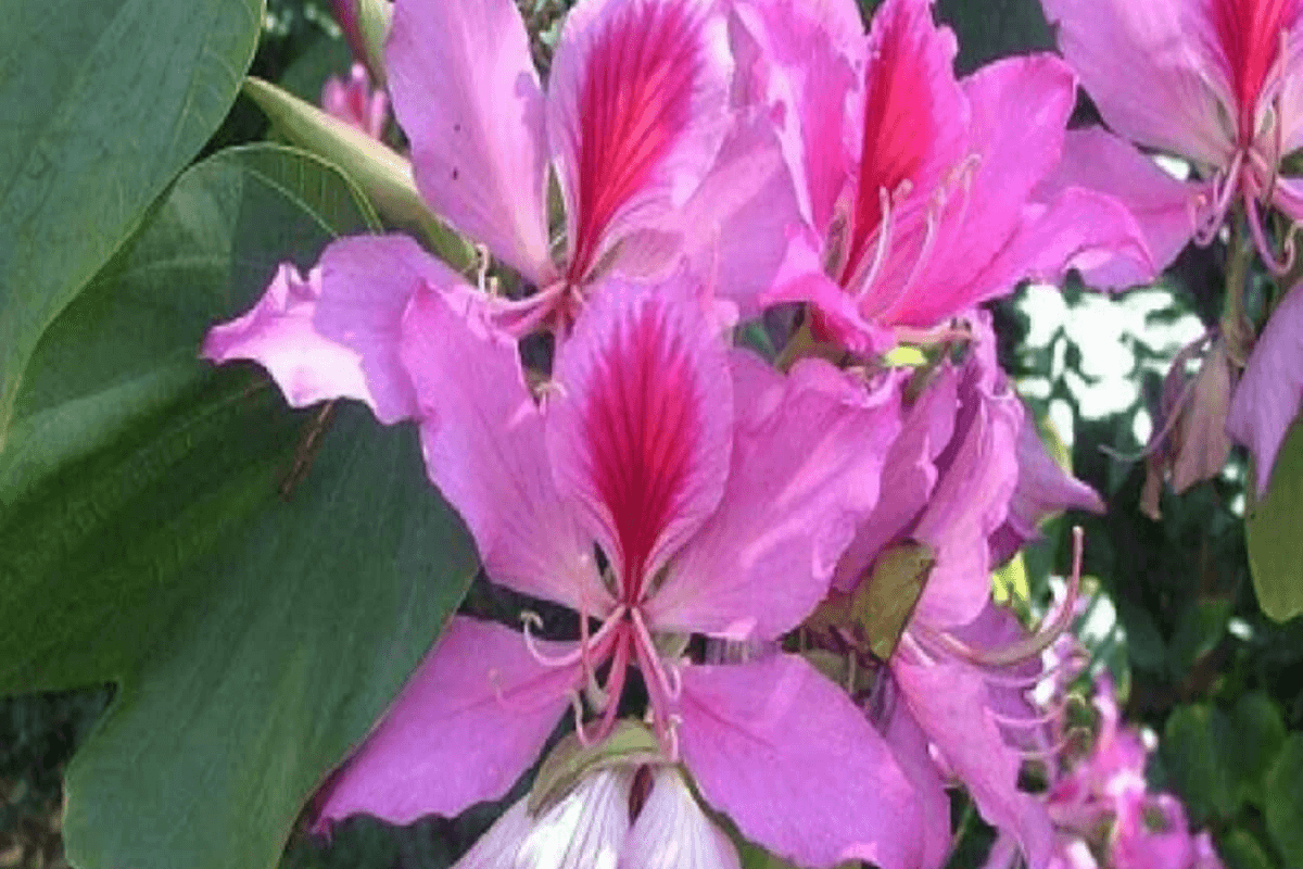 Kachnar Benefits: सेहत के लिए वरदान, जानिए इसके अद्भुत फायदे