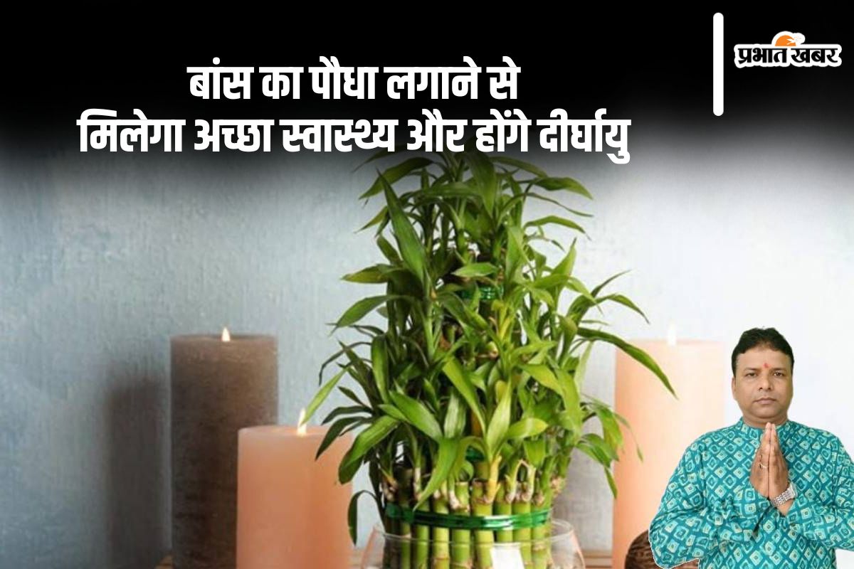Vastu Tips: स्वास्थ्य और दीर्घायु के लिए घर पर लगाएं ये पौधा, जानिए सही दिशा और उपाय