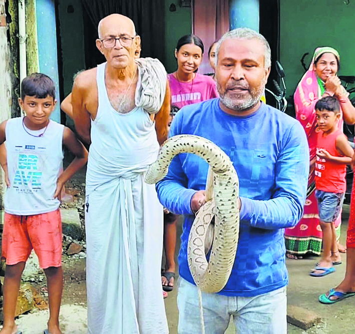 HAJIPUR NEWS : बिदुपुर में स्नैक कैचर टीम ने पकड़ा रसेल वाइपर सांप