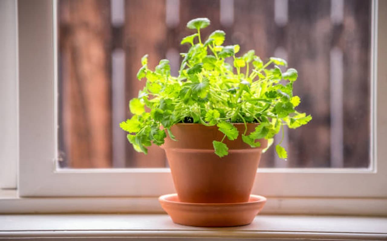 Gardening Tips For Summer : गर्मी में लगा सकते है ये 5 फूल, दिखने में भी होते है बेहद सुंदर