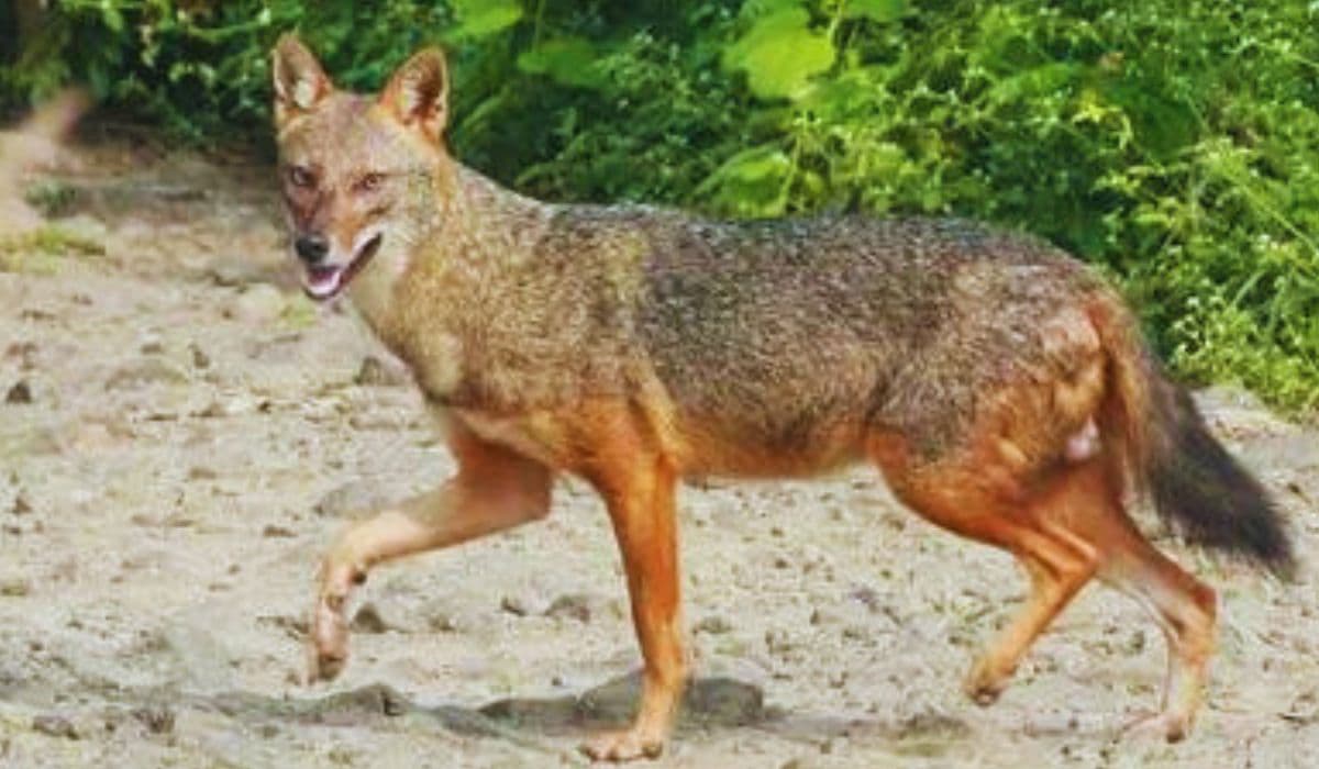 muzaffarpur jackal news | Bihar News: Man-eating jackal killed in Muzaffarpur, had made more than 20 people its victims.. muzaffarpur jackal news | Bihar News: Man-eating jackal killed in Muzaffarpur, had made more than 20 people its victims..