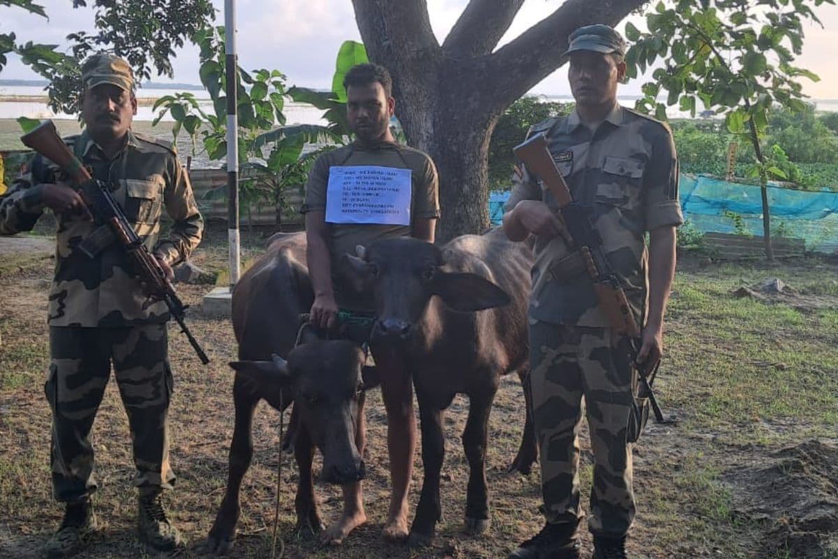 पश्चिम बंगाल में BSF के जवानों ने बंग्लादेशी को दो मवेशियों के साथ दबोचा पश्चिम बंगाल में BSF के जवानों ने बंग्लादेशी को दो मवेशियों के साथ दबोचा