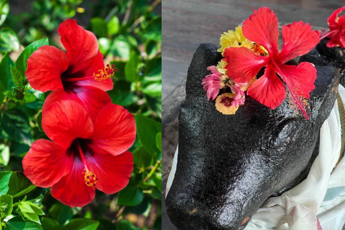 Gudahal ke Phool ke Upaay: नवरात्रि में इस दिन करें गुड़हल के फूल से चमत्कारी उपाय