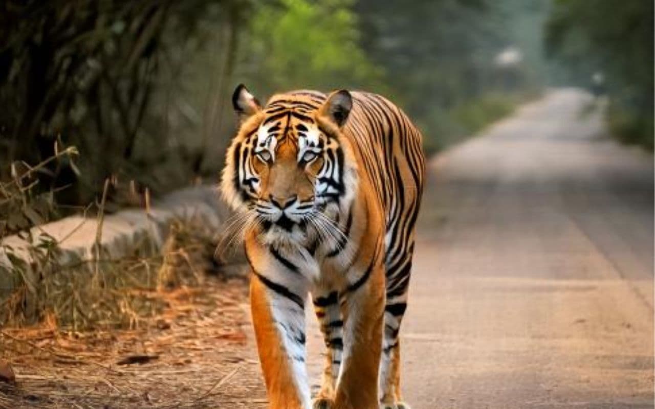World Wildlife Day 2025 : 3 मार्च को मनाया जाता है विश्व वन्यजीव दिवस, यहां है महत्वपूर्ण बातें